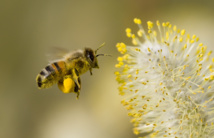 Biomímesis: ¿Emular o explotar a la naturaleza?